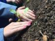 Nesta quarta-feira (5), Dia Internacional do Meio Ambiente, os estudantes do Colégio Estadual do Paraná plantaram diversas mudas de verduras e hortaliças nos canteiros da nova horta construída no Colégio Estadual Tiradentes (CEP-Tiradentes). 