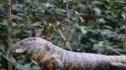 Para se aproximar da fauna e flora brasileira, um grupo de estudantes e professores do Colégio Estadual do Paraná (CEP) visitou, na quarta-feira (12), o Museu de História Natural localizado no bairro Capão da Imbuia, em Curitiba.