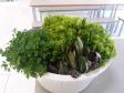 Alface, almeirão, brócolis, escarola, espinafre, couve, salsinha, cheiro-verde e outras verduras e hortaliças foram colhidas, nesta quinta-feira (12), na horta do Colégio Estadual Amâncio Moro (CEP-Amâncio). 