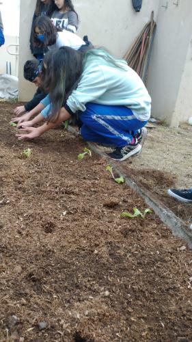 Projeto revitaliza a horta do CEP