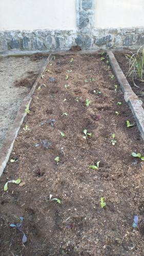 Projeto revitaliza a horta do CEP