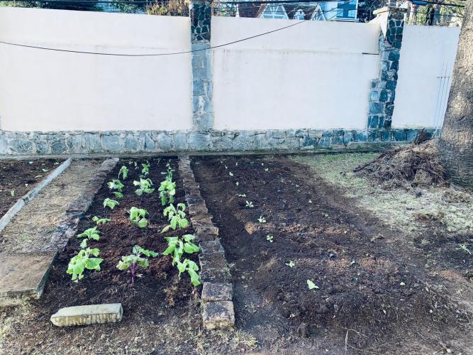 Projeto revitaliza a horta do CEP