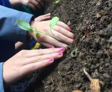 Nesta quarta-feira (5), Dia Internacional do Meio Ambiente, os estudantes do Colégio Estadual do Paraná plantaram diversas mudas de verduras e hortaliças nos canteiros da nova horta construída no Colégio Estadual Tiradentes (CEP-Tiradentes). 