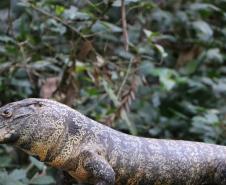 Para se aproximar da fauna e flora brasileira, um grupo de estudantes e professores do Colégio Estadual do Paraná (CEP) visitou, na quarta-feira (12), o Museu de História Natural localizado no bairro Capão da Imbuia, em Curitiba.