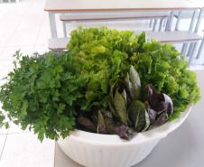 Alface, almeirão, brócolis, escarola, espinafre, couve, salsinha, cheiro-verde e outras verduras e hortaliças foram colhidas, nesta quinta-feira (12), na horta do Colégio Estadual Amâncio Moro (CEP-Amâncio). 