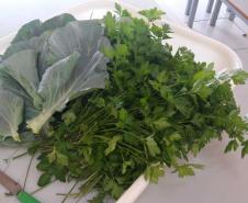 Alface, almeirão, brócolis, escarola, espinafre, couve, salsinha, cheiro-verde e outras verduras e hortaliças foram colhidas, nesta quinta-feira (12), na horta do Colégio Estadual Amâncio Moro (CEP-Amâncio). 