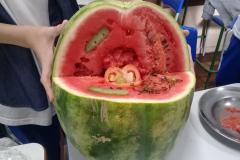 A montagem criativa faz parte da exposição de maquetes apresentadas pelos estudantes do 1° ano do Ensino Médio, que usou da atividade prática para representar as  células animal e vegetal no estudo da citologia.