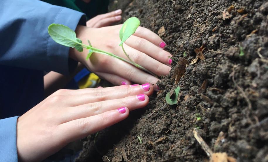 Nesta quarta-feira (5), Dia Internacional do Meio Ambiente, os estudantes do Colégio Estadual do Paraná plantaram diversas mudas de verduras e hortaliças nos canteiros da nova horta construída no Colégio Estadual Tiradentes (CEP-Tiradentes).