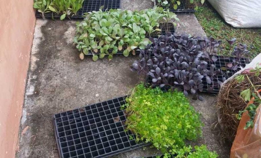 Além da horta no CEP-Tiradentes, as atividades também acontecem no CEP-Amâncio, onde os canteiros acabaram de ser construídos e já estão prontos para receber as mudas que serão plantadas pelos estudantes envolvidos neste projeto ambiental.