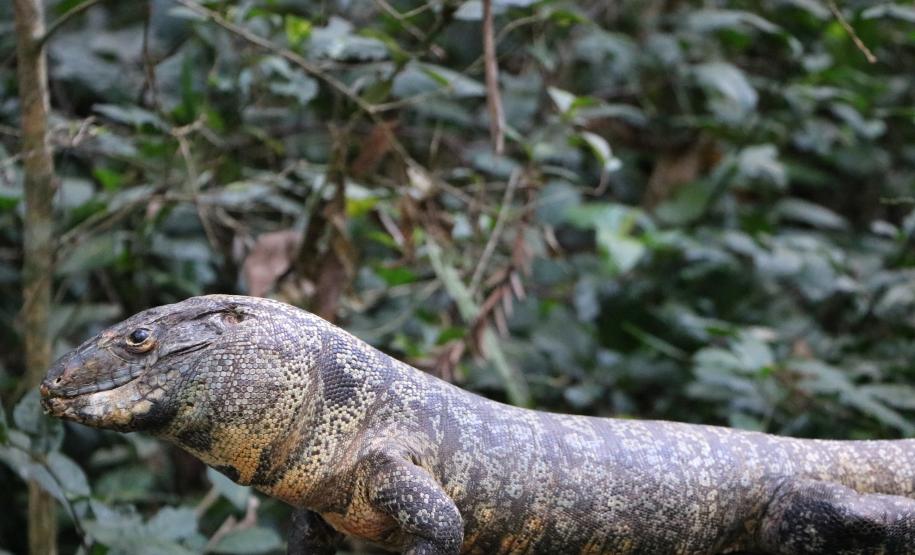 Para se aproximar da fauna e flora brasileira, um grupo de estudantes e professores do Colégio Estadual do Paraná (CEP) visitou, na quarta-feira (12), o Museu de História Natural localizado no bairro Capão da Imbuia, em Curitiba.