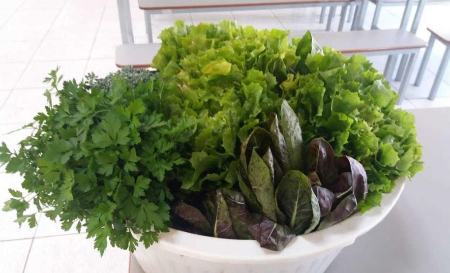 colheita 2 Alface, almeirão, brócolis, escarola, espinafre, couve, salsinha, cheiro-verde e outras verduras e hortaliças foram colhidas, nesta quinta-feira (12), na horta do Colégio Estadual Amâncio Moro (CEP-Amâncio).