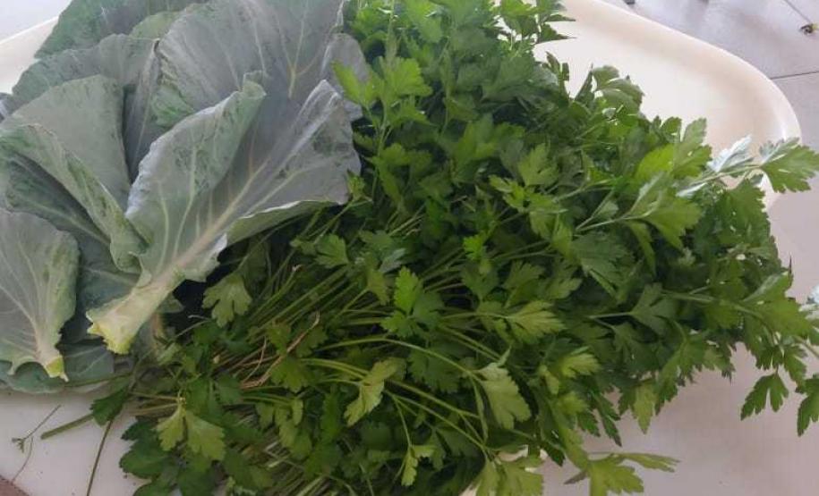 colheita 3 Alface, almeirão, brócolis, escarola, espinafre, couve, salsinha, cheiro-verde e outras verduras e hortaliças foram colhidas, nesta quinta-feira (12), na horta do Colégio Estadual Amâncio Moro (CEP-Amâncio).